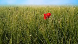 Florales