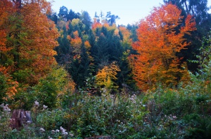Autumn