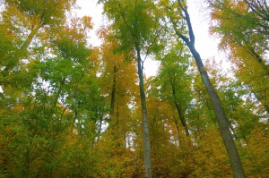 Autumn