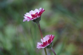 Spring in Garden