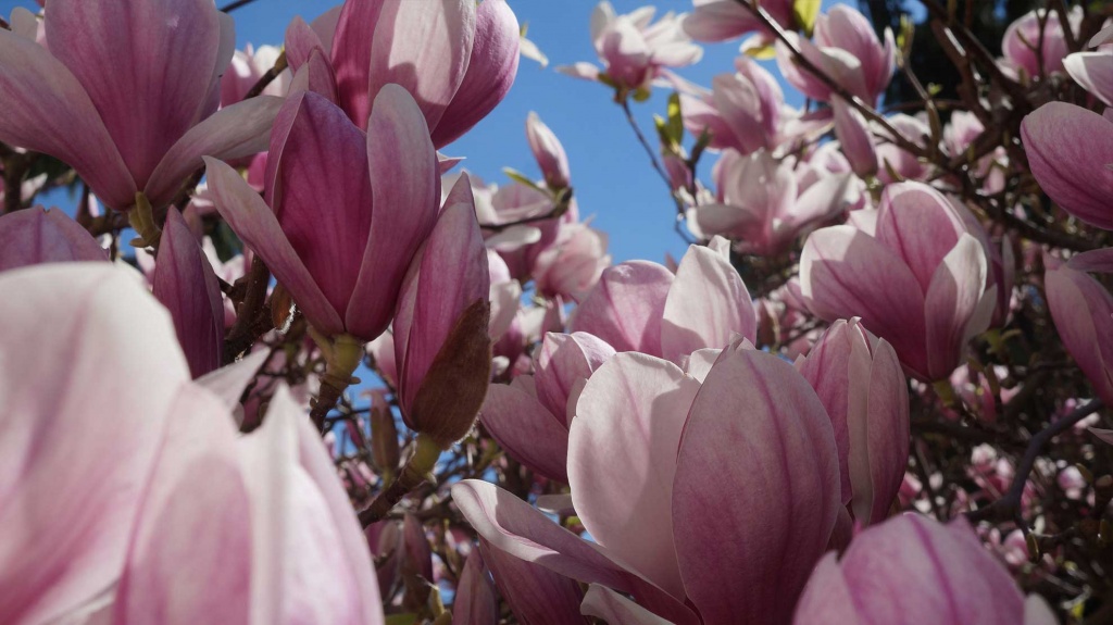 Spring in Garden