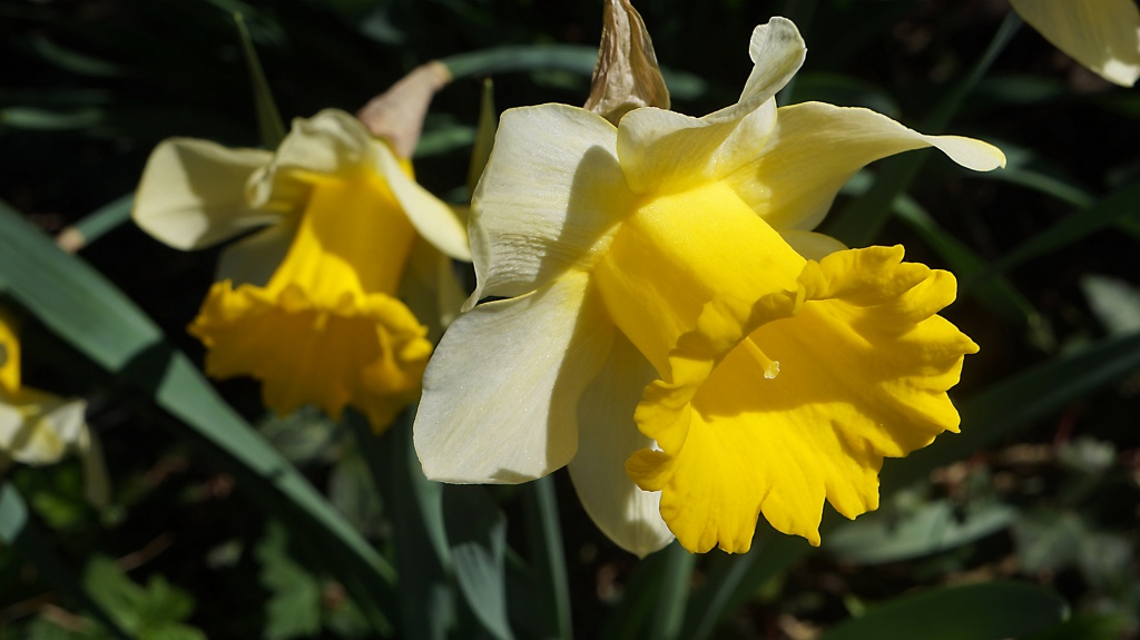 Spring in Garden