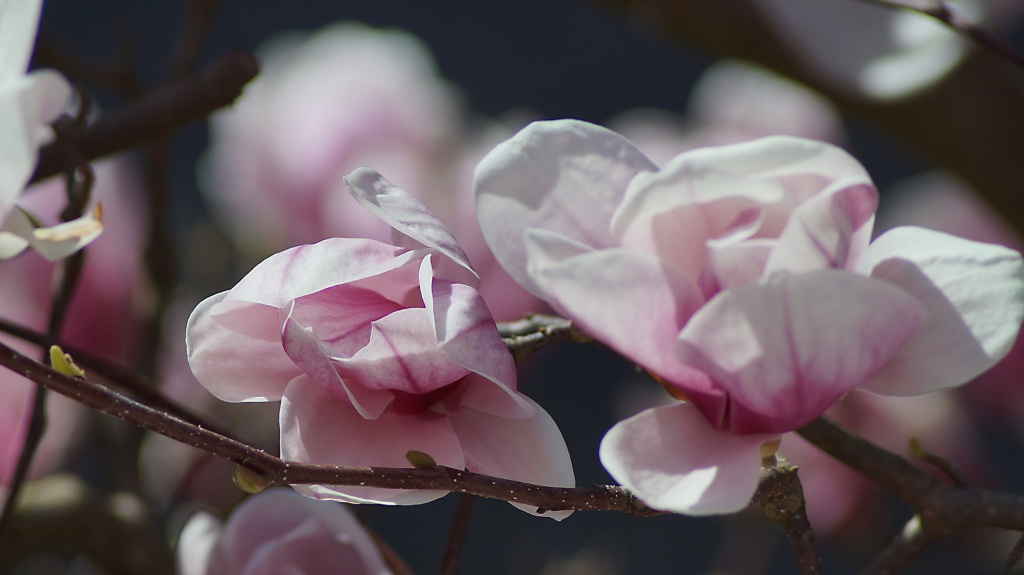 Spring in Garden