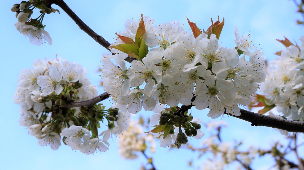 Spring in Garden