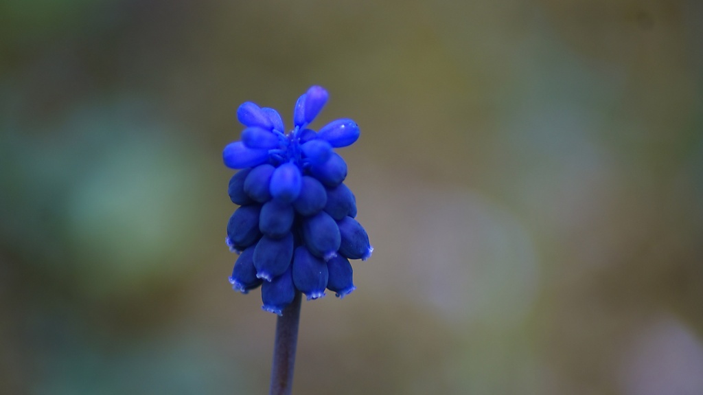 Spring in Garden