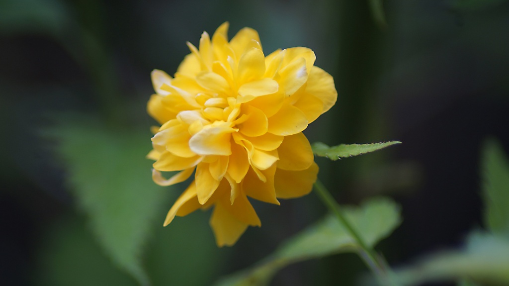 Spring in Garden