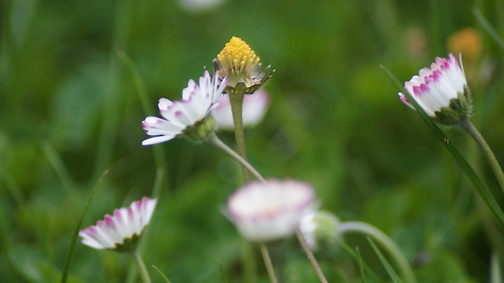 Spring in Garden