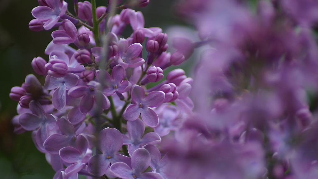 Spring in Garden