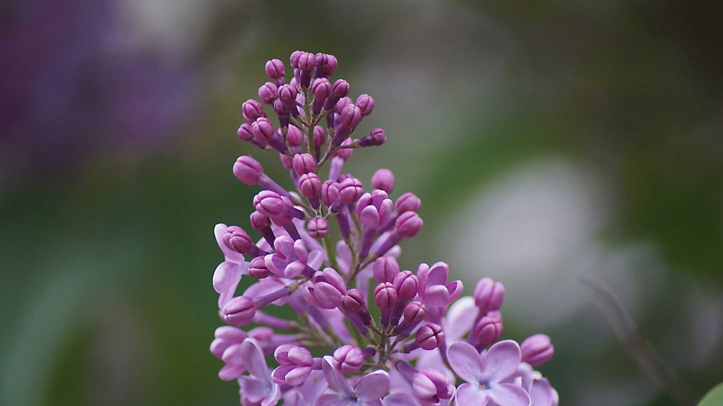 Spring in Garden