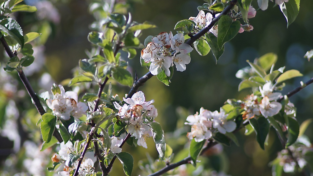 Spring in Garden