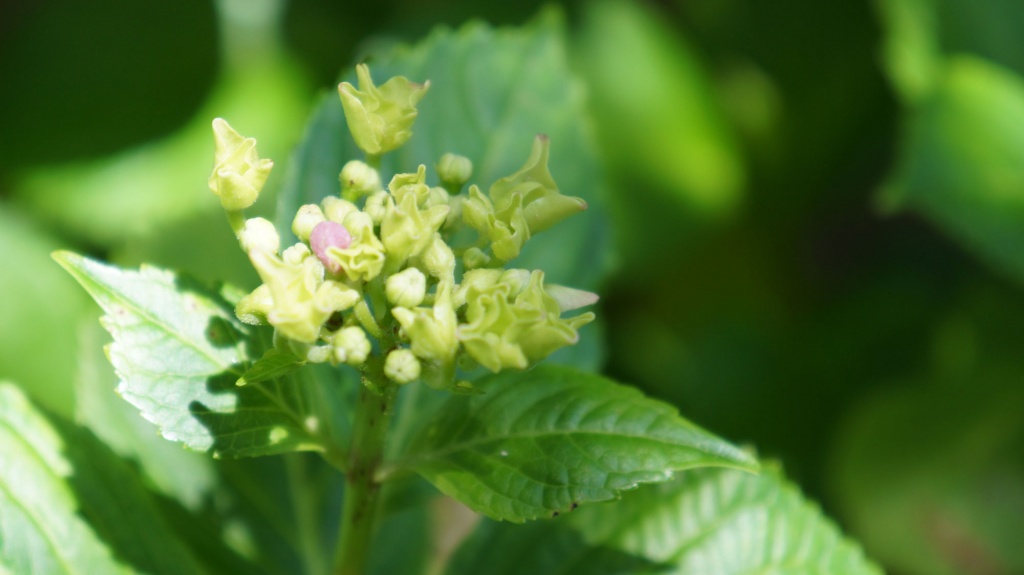 Spring in Garden