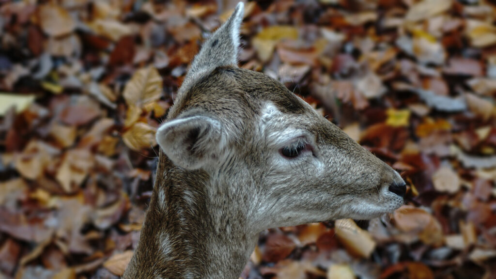 Wilde Tiere